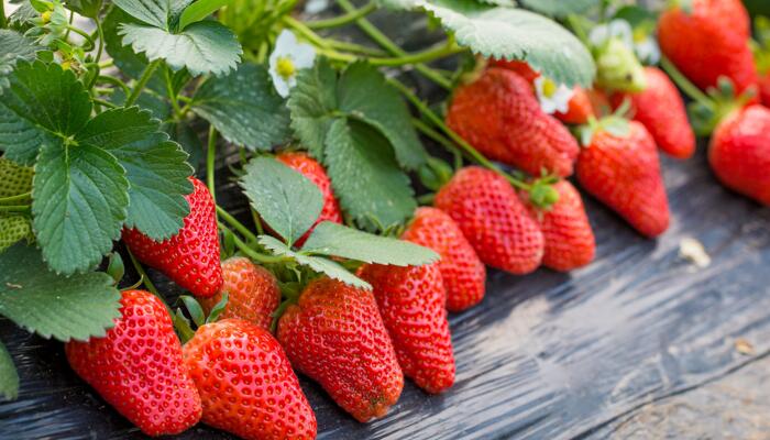 以色列农民种出全球最重草莓 一颗重达289克