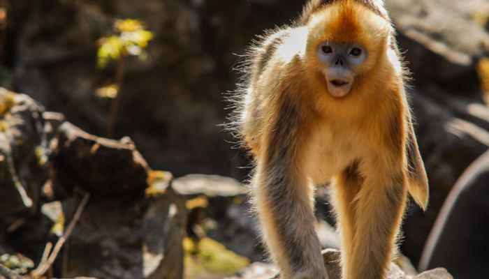 偶遇野生金丝猴下山觅食 金丝猴是几级保护动物