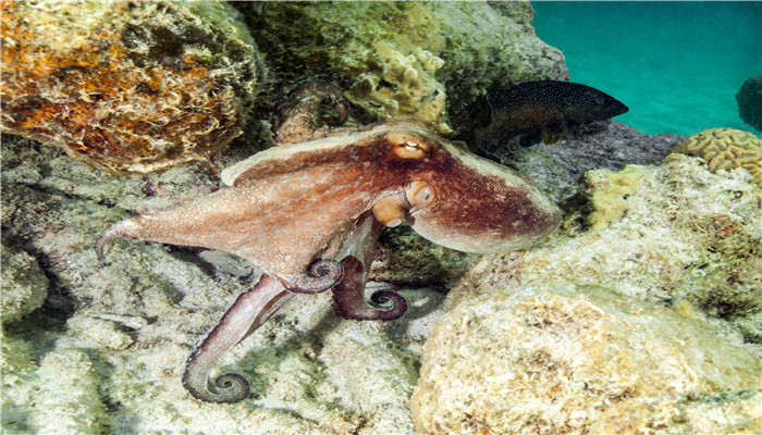 为什么说章鱼是海洋生物的天才 为什么章鱼是海洋生物中的天才
