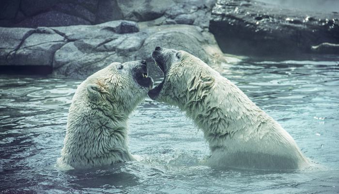 科学家预测80年后北极或将看不到北极熊 未来100年20%的大型海洋生物或灭绝