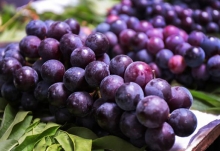 想要买到新鲜的葡萄可以挑选什么样的 葡萄怎么买才好吃
