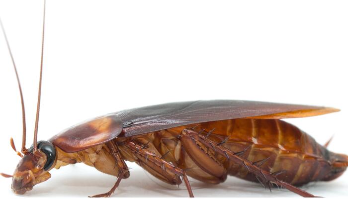 为什么平时打蟑螂很难打中 蟑螂很难打中是什么原因