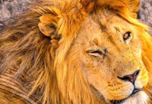 非洲狮在杭州热成了“狗” 发布历史最早高温红色预警