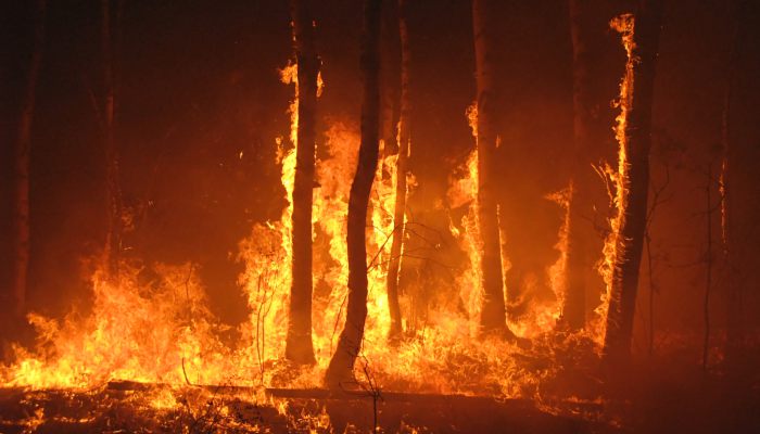 森林火灾发生的原因 森林火灾引发的原因