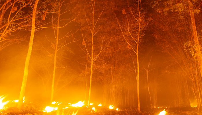 森林火灾的预防措施 森林火灾的预防方法