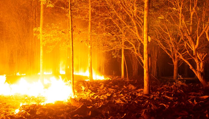 凉山州森林火灾多发的原因 凉山州森林火灾频繁发生的原因