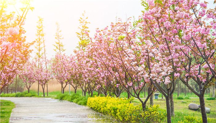 2023櫻花節是什么時候 櫻花的特點介紹