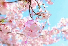 玄武湖的櫻桃花開好了 周末天氣晴暖利于出行賞花