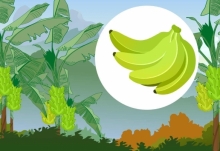 把日常食用香蕉種在土里能長出香蕉樹嗎 日常吃的香蕉直接種土里能不能長出苗