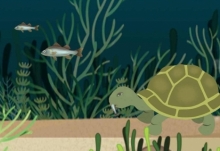 海龜的龜殼實際上是它的什么 海龜的龜殼是它的皮膚還是骨骼