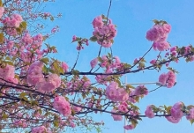 2023西安青龍寺櫻花幾月開 西安賞櫻花最佳時間和地點