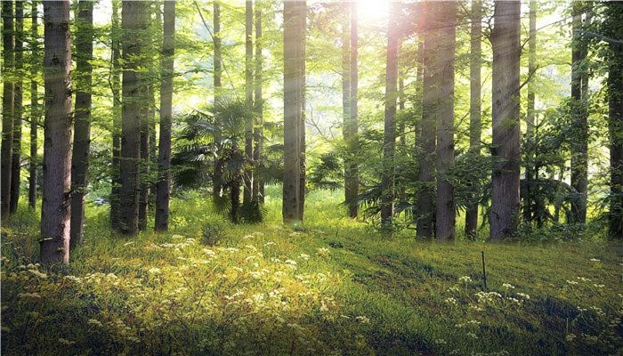 经济林木有哪些树种 北方最赚钱的经济林