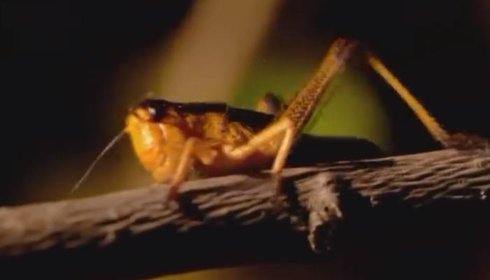 沙漠蝗虫能吃吗 沙漠蝗虫的繁殖能力