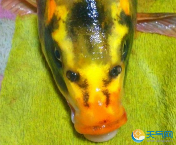 湖南发现全球稀有人面鲤鱼 五官特征似人脸令人惊叹