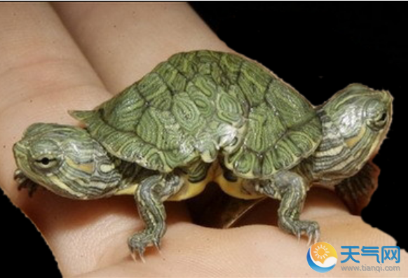 美国现罕见双头乌龟 两个头分别从龟壳两端伸出