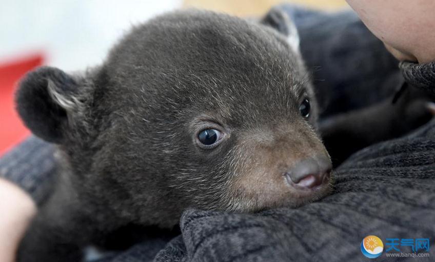 安徽合肥动物园黑熊诞下龙凤胎 小黑熊实力卖萌