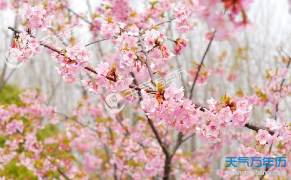 2018海南樱花节什么时候(时间、门票、交通)